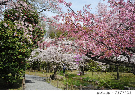 京都　渉成園の桜 7877412