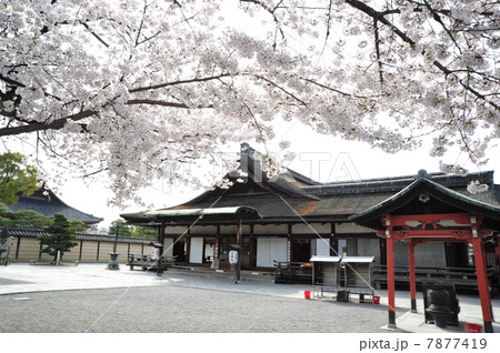 京都 東寺の春 京都 東寺の春 7877419