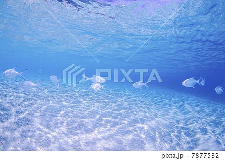 水中写真 7877532