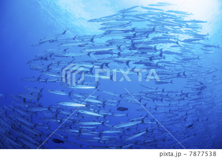 バラクーダの群れ 7877538