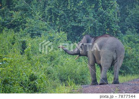 アジアゾウ 7877544