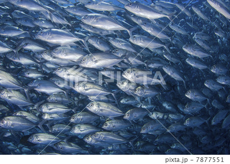 ギンガメアジの群れ ギンガメアジの群れ 7877551