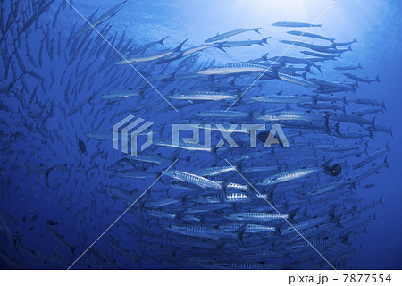 バラクーダの群れ バラクーダの群れ 7877554