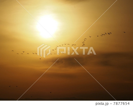 ウミウの帰巣 7877654