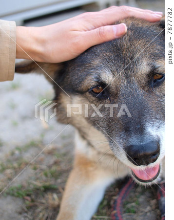 なでられる犬 なでられる犬 7877782