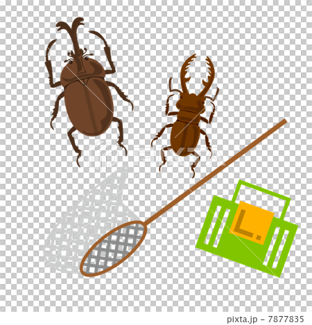 昆虫採集 昆虫採集 7877835