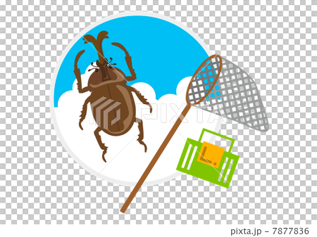 カブト虫 カブト虫 7877836