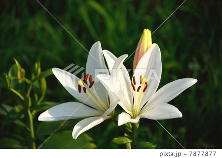 ユリの花のクローズアップ 7877877