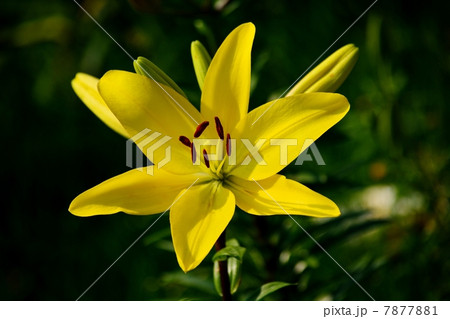 ユリの花のクローズアップ 7877881