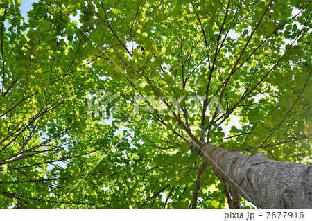 夏の日差しと涼しげな木陰の写真素材