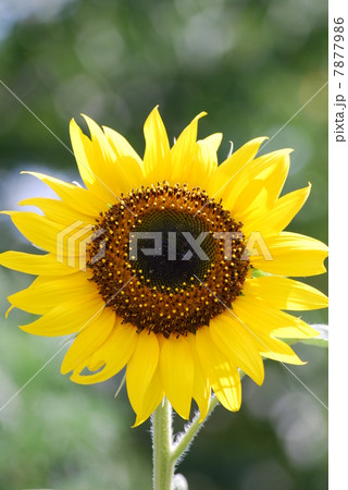 向日葵の花 7877986