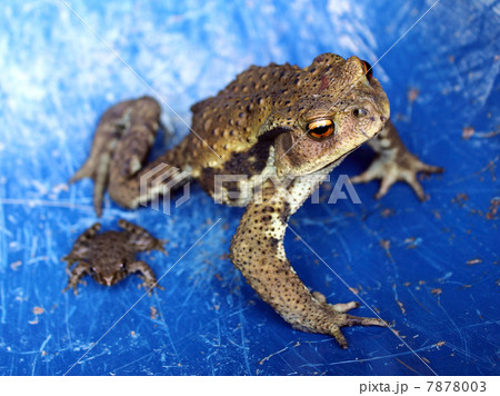 ヒキガエルとツチガエル 7878003