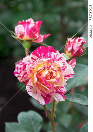 モーリス・ユトリロ 7878018