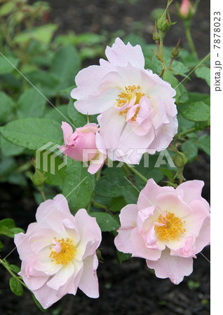 ピーチ・ブラッサム 7878023