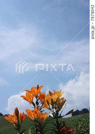 ユリの花畑と青空のコピースペース(縦組) ユリの花畑と青空のコピースペース(縦組) 7878042