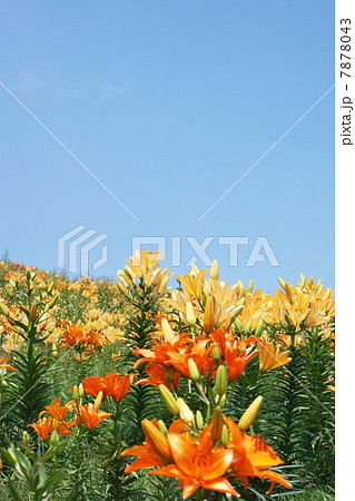 ユリの花畑と青空のコピースペース(縦組) ユリの花畑と青空のコピースペース(縦組) 7878043