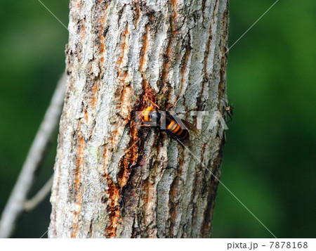 スズメバチ 7878168