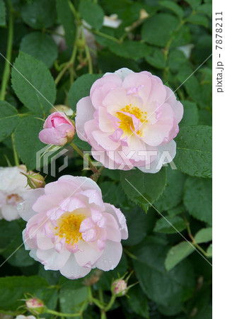 スキャボロ・フェアー 7878211