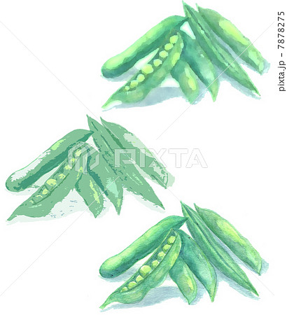 野菜の絵 グリーンピースのイラストのイラスト素材