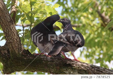 鳩の夫婦 7878525
