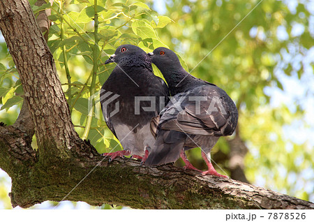 鳩の夫婦 7878526