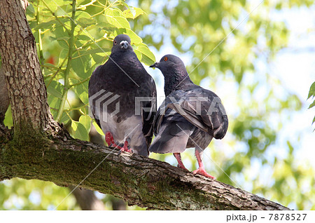 鳩の夫婦 鳩の夫婦 7878527