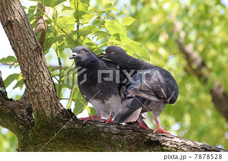 鳩の夫婦 7878528