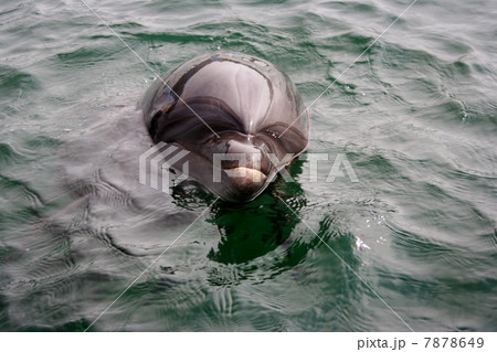 イルカ 7878649