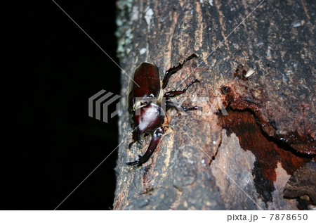 カブトムシ カブトムシ 7878650