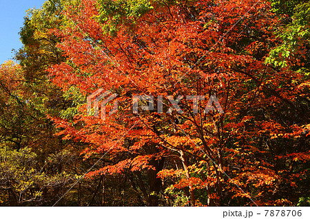 風景　ヤマボウシの紅葉 7878706