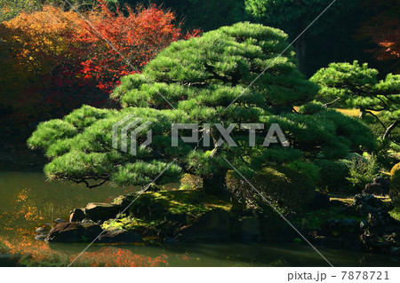 風景 黒松と木々の紅葉 風景 黒松と木々の紅葉 7878721