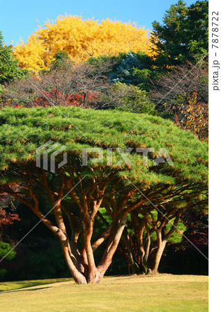 風景 多行松と木々の紅葉 風景 多行松と木々の紅葉 7878722