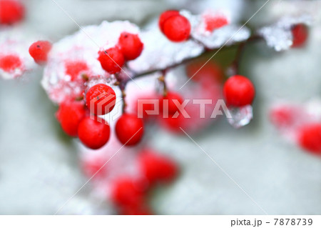 正月 雪中にナンテンの赤い実の写真素材