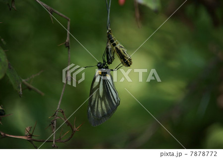 ミヤマシロチョウの羽化 7878772
