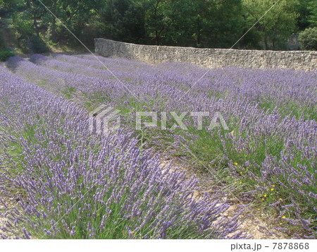 セナンクのラヴェンダー 南仏プロヴァンス セナンクのラヴェンダー 南仏プロヴァンス 7878868