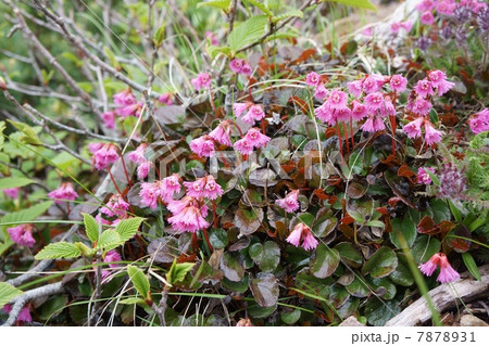 八ヶ岳に咲くコイワカガミの花 7878931
