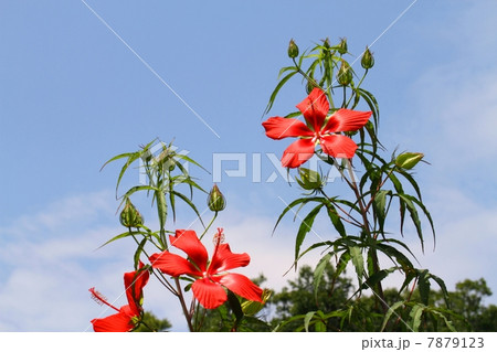 モミジアオイ 7879123