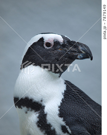 ケープペンギン 7879149