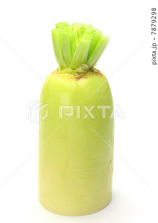 大根 7879298