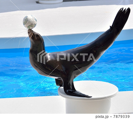 アシカのショー（ボールパフォーマンス） 7879339