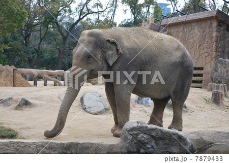 天王寺動物園の象 至近距離 7879433