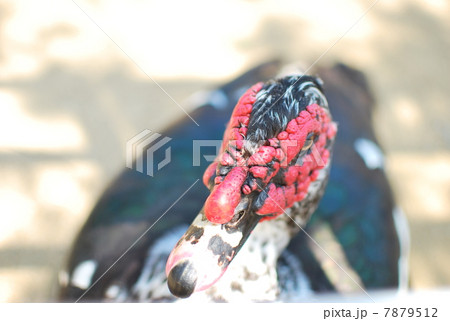 野鳥図鑑(歩いている鳥) | 野鳥を楽しむポータル …