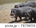 カバの群れ / hippopotamuses 7879659