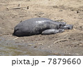 カバの親子 / Hippopotamus mom and baby 7879660