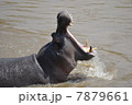 カバの大あくび / A big yawn of hippopotamus 7879661