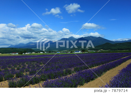 夕張山地とラベンダー畑 7879714