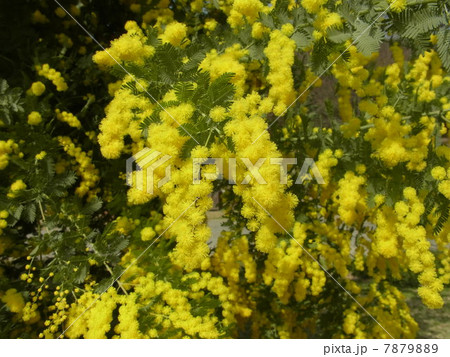 房アカシア 7879889