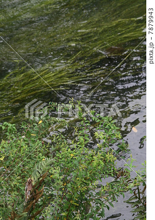 大王わさび農場 7879943