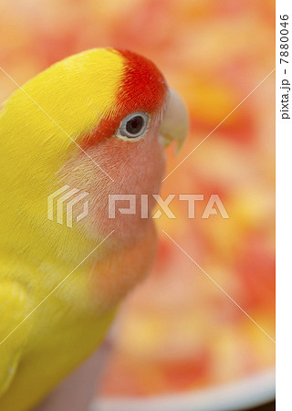 コザクラインコ コザクラインコ 7880046