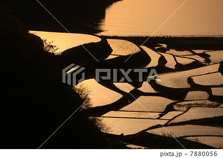 佐賀 浜野浦の棚田の夕日 佐賀 浜野浦の棚田の夕日 7880056